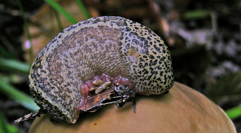 Risposte griglia 2 (marted� 29 maggio)